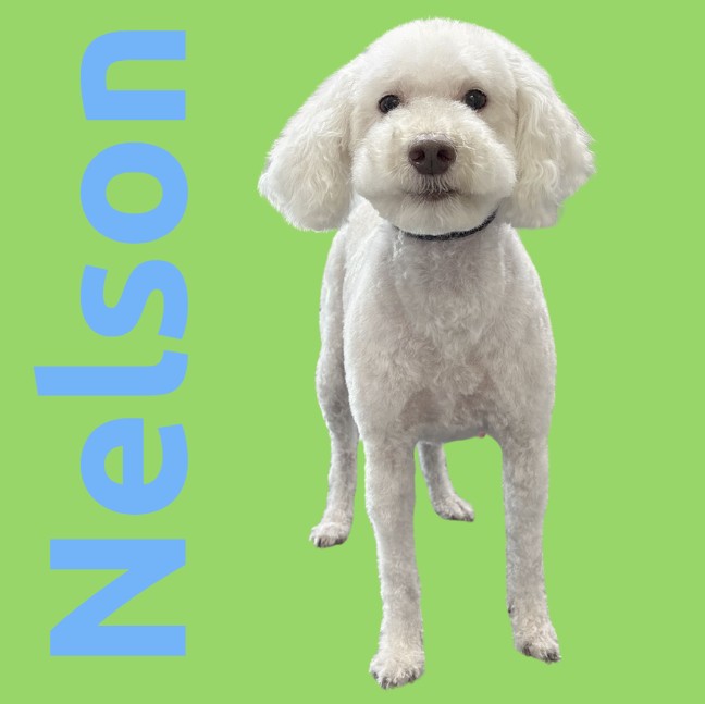Nelson
