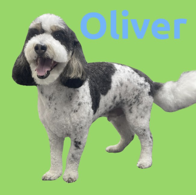 Oliver