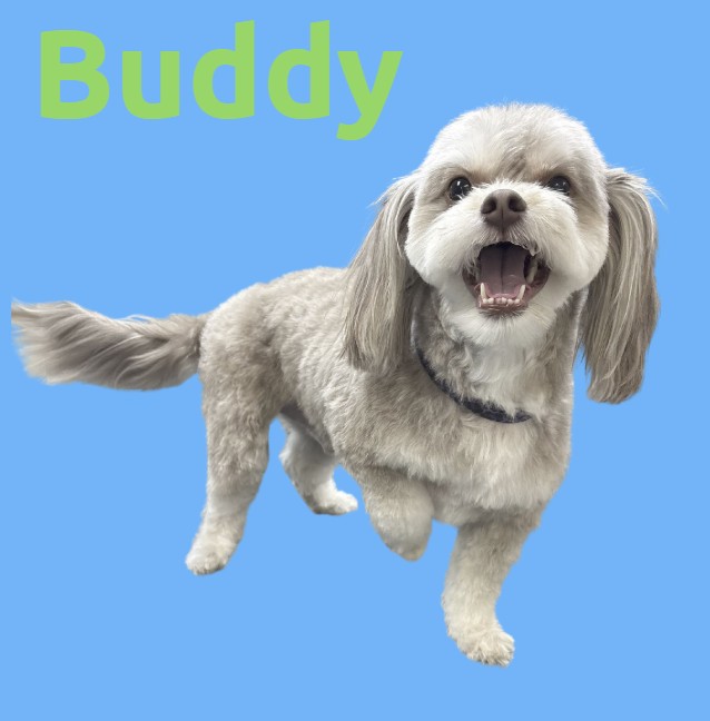 buddy